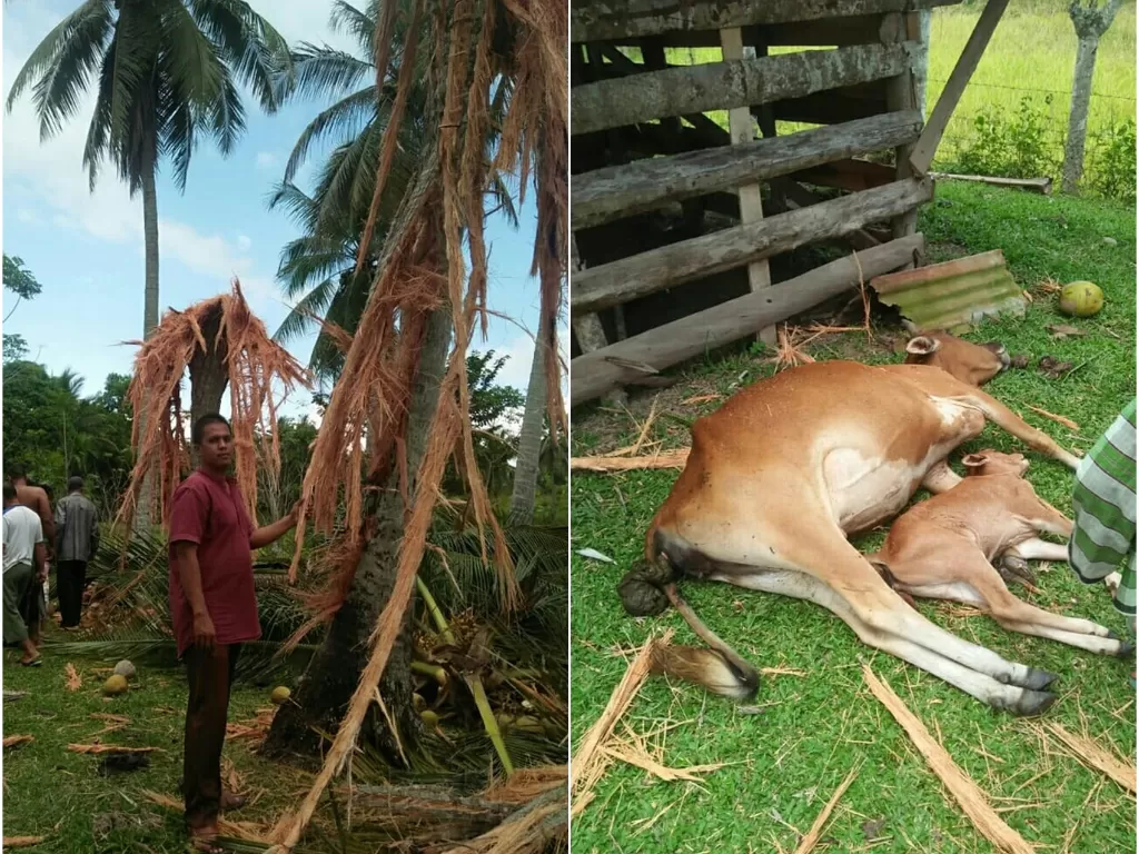 Pohon kelapa hancur disambar petir dan dua ekor lembu mati (Istimewa)