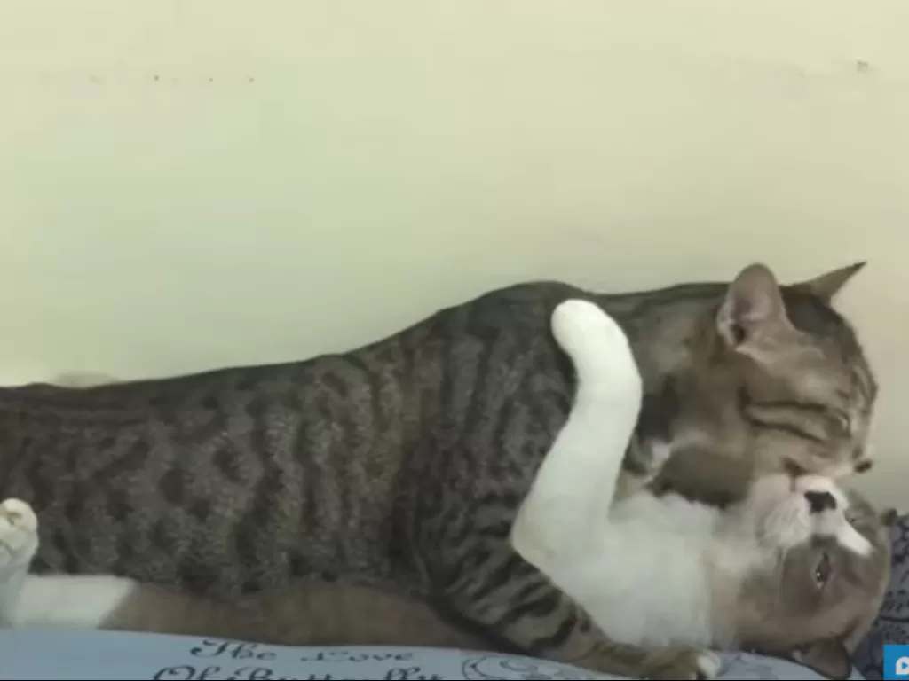 Dua kucing sedang bercumbu (YouTube/@viralpress)