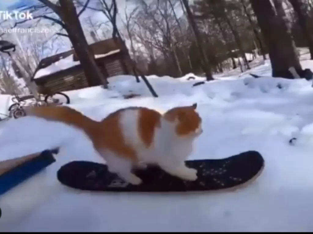 Cuplikan kucing yang jago snowboarding. (photo/Tiktok/@michaelfraciszeiss)