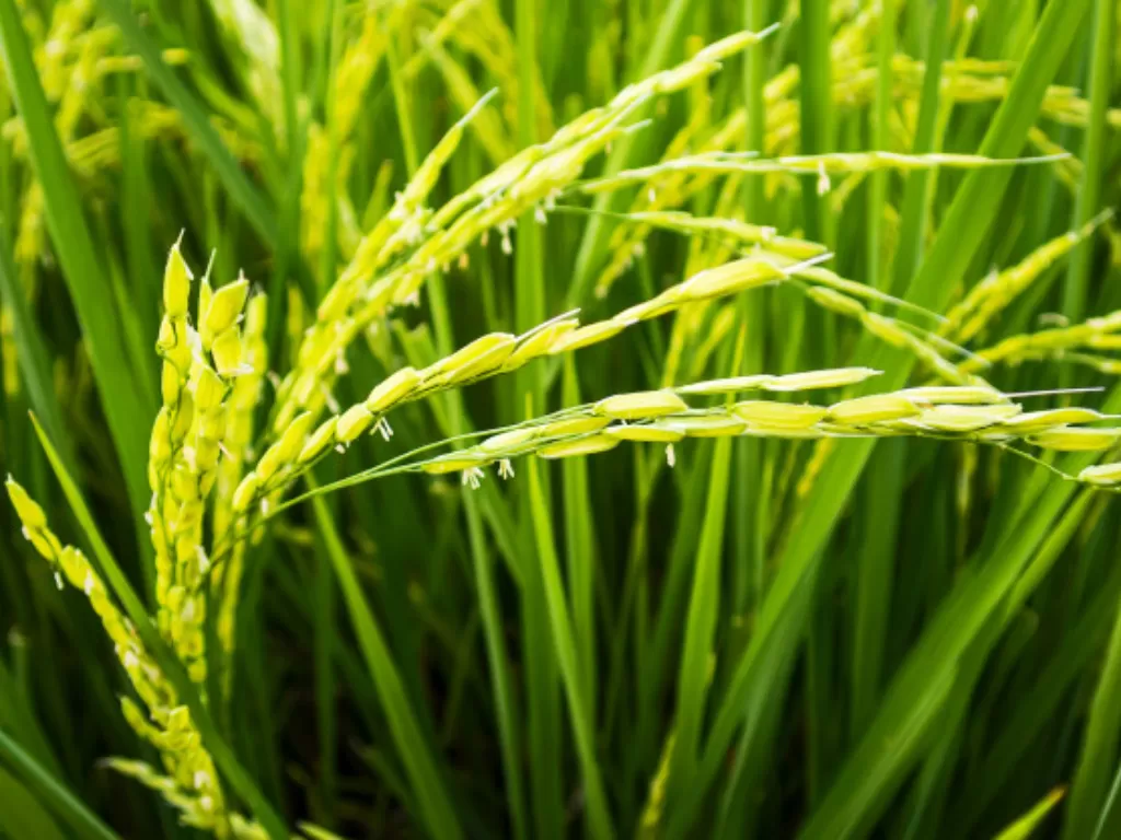 Ilustrasi tanaman padi. (Freepik)