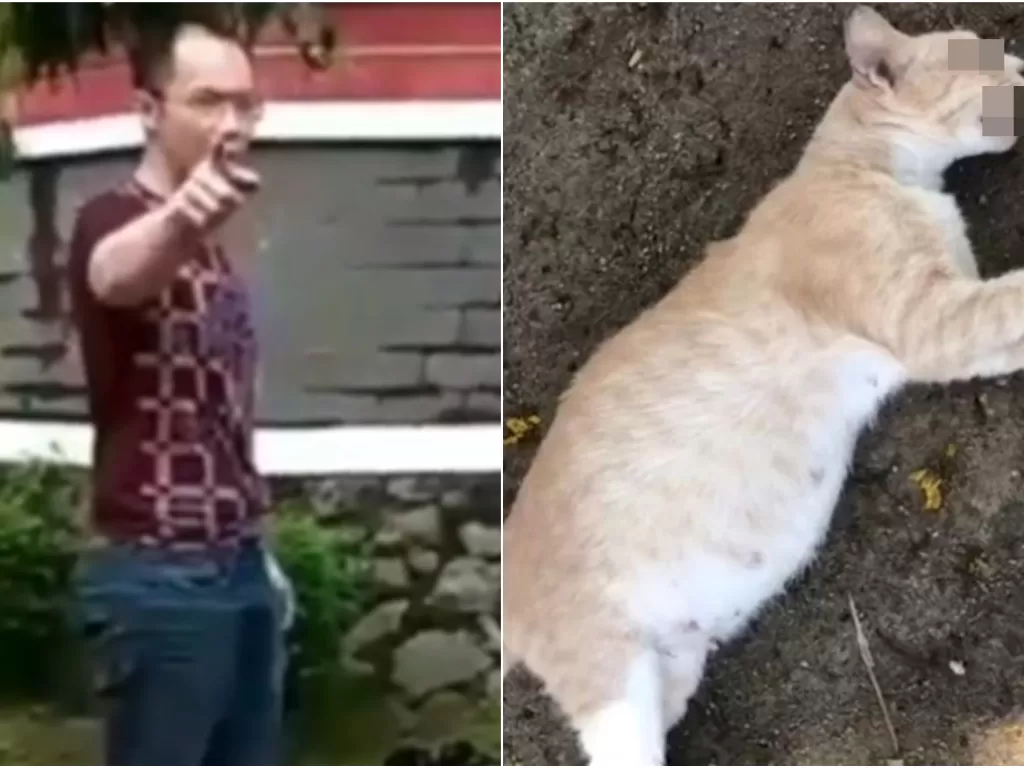 Kiri: Felix si pembunuh kucing, kanan: ilustrasi kucing dibunuh. (ist)