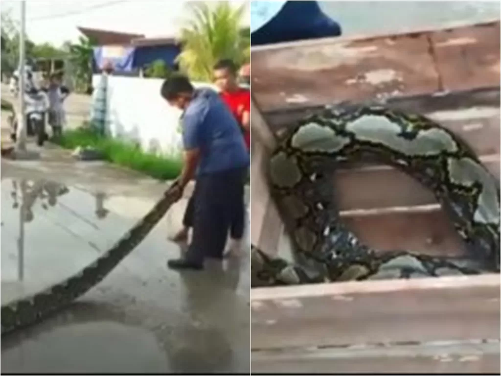 Ular piton sepanjang 7 meter dievakuasi petugas damkar Riau (Instagram/jayalah.negriku)
