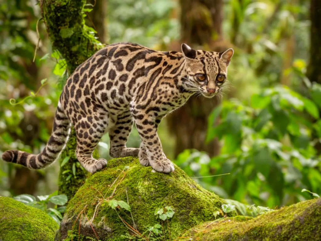 Margay. (critterscience.org)