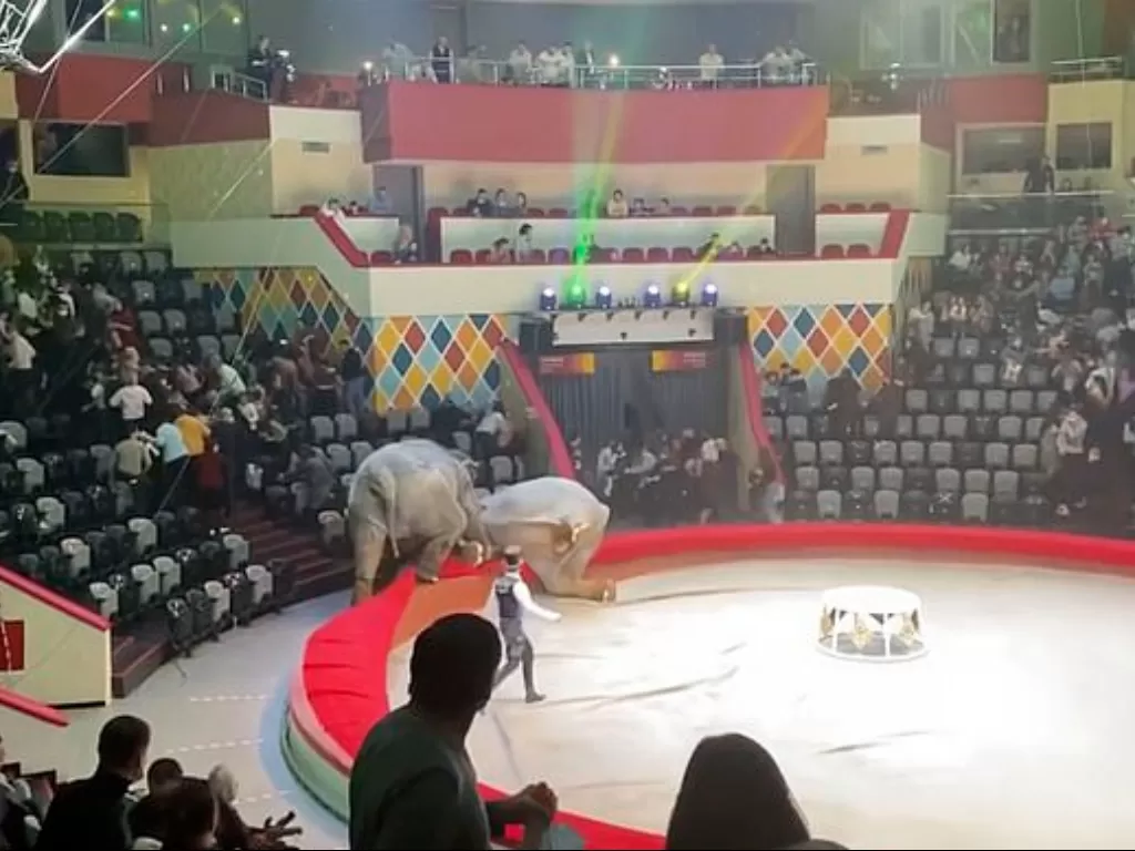 Gajah berkelahi di Sirkus Rusia penonton kabur (True Chp)