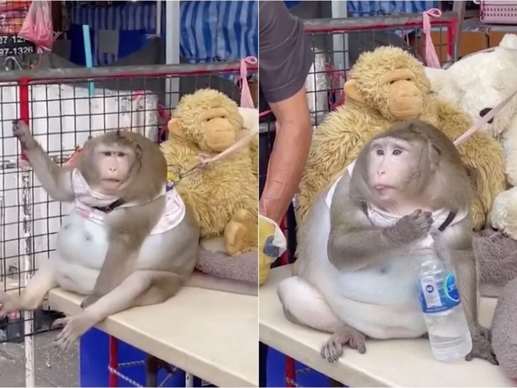 Monyet gemuk (ViralPress)