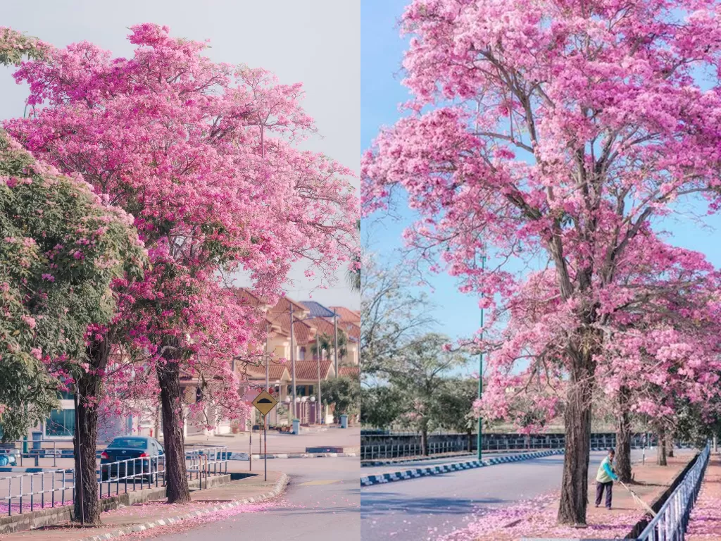 Pohon sakura. (Photo/Facebook/Bisous Paris)