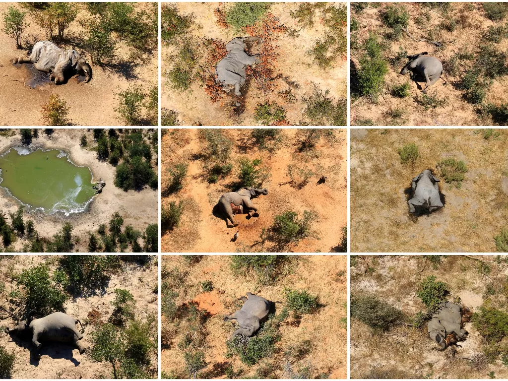 Puluhan gajah mati secara misterius (REUTERS)
