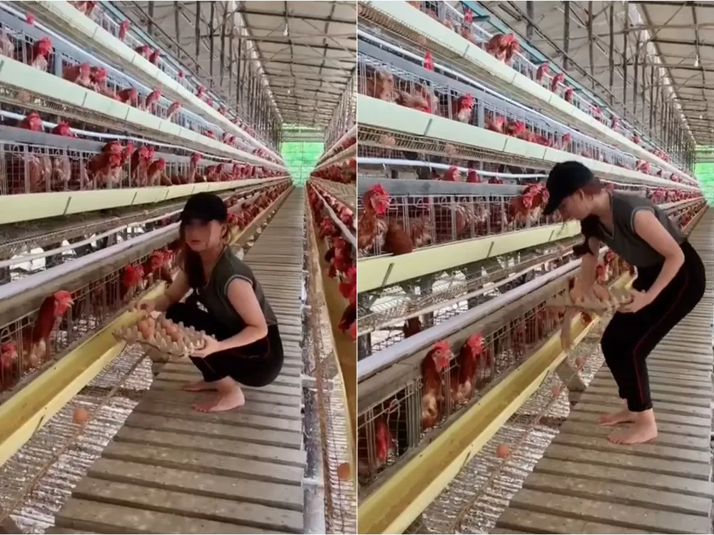 Viral cewek cantik tak takut kulit rusak saat ngurusin peternakan ayamnya (TikTok/@ ngbellaa)