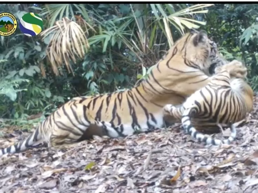 Rekaman kamera jebak Balai Taman Nasional Bukit Tiga Puluh Kementerian Lingkungan Hidup dan Kehutanan yang memperlihatkan tiga individu harimau sumatera. (ANTARA/HO-KLHK)