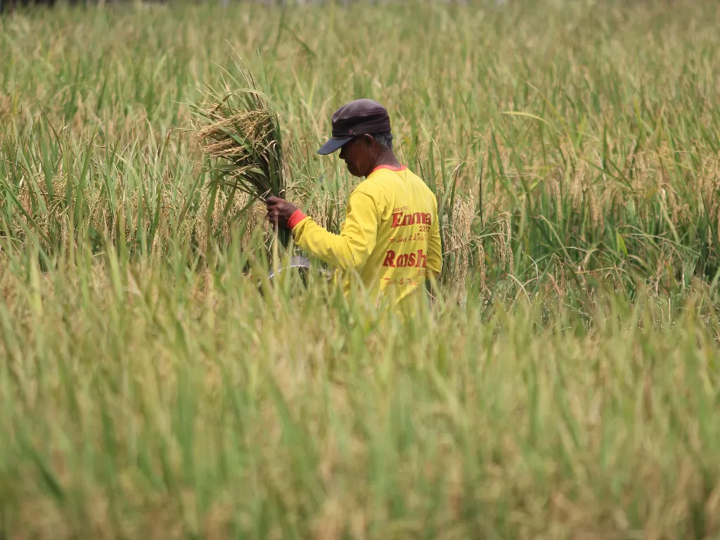 Ilustrasi: Petani memanen padi di areal sawah desa Pabean udik, Indramayu, Jawa Barat, Sabtu (20/3/2021). (photo/ANTARA FOTO/Dedhez Anggara)