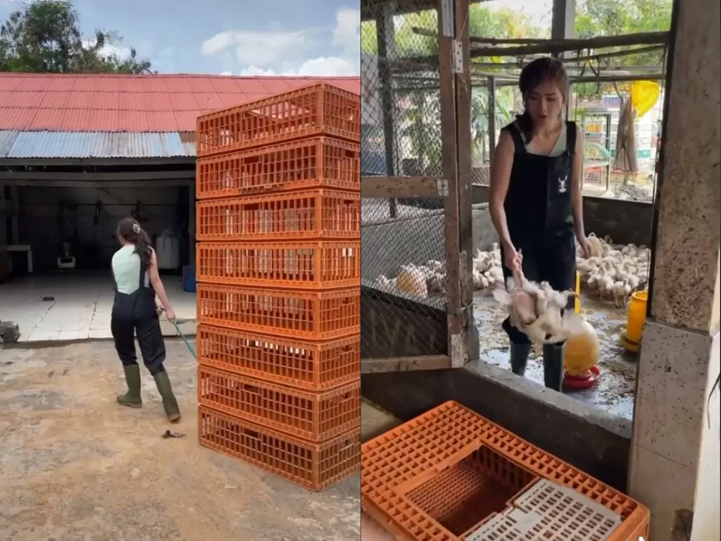 Cuplikan cewek yang yang rajin mengurus pertenakan ayamnya. (photo/TikTok/@ngbellaa)