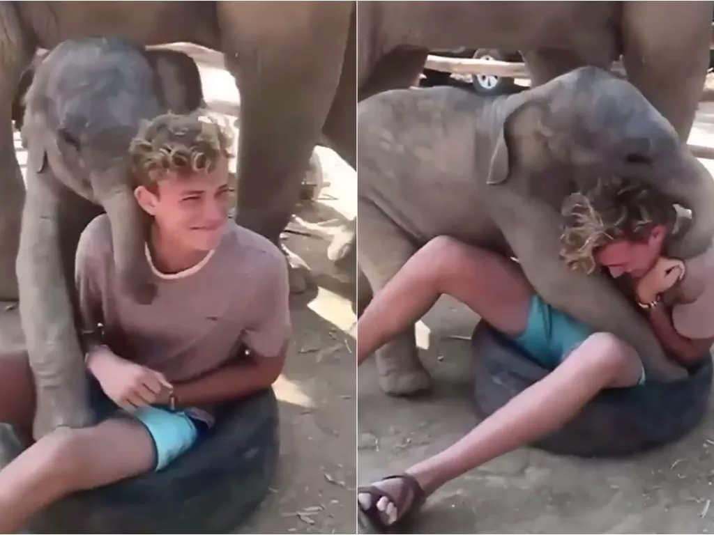 Gajah bermain dengan manusia (Twitter/@TooSatisfied)