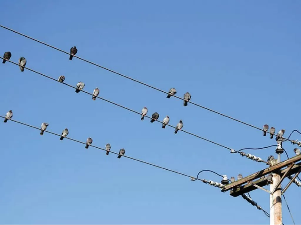 Ilustrasi burung bertengger di kabel listrik. (thepetridish.my)