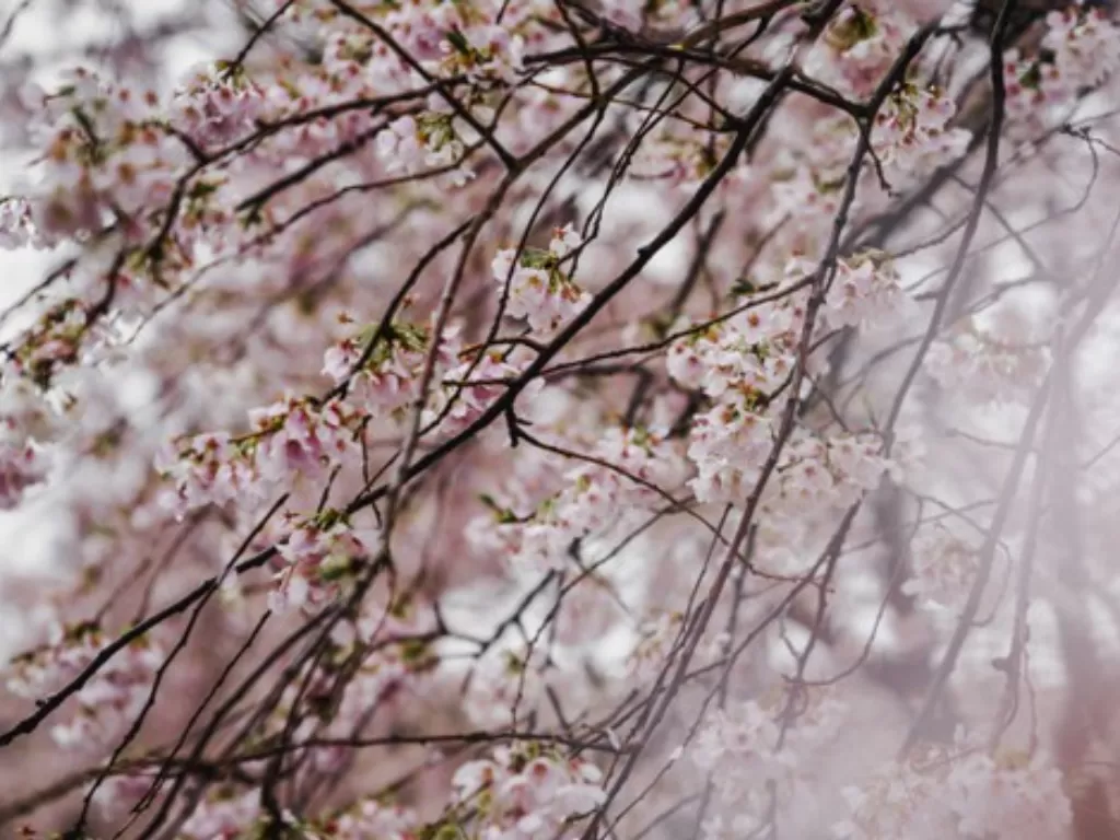 Ilusrasi bunga sakura di Jepang. (Freepik)