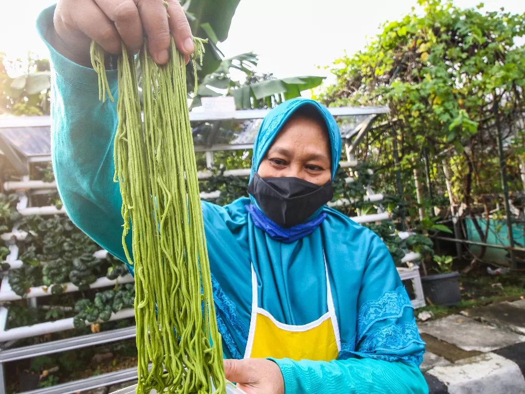 Warga menunjukkan mie yang dibuat menggunakan sayuran hidroponik sebagai pewarna alami (ANTARA FOTO/Rivan Awal Lingga)
