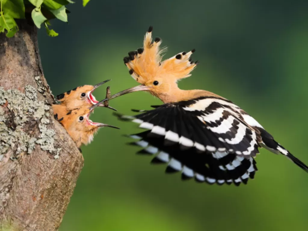 Ilustrasi induk burung dan anak-anaknya. (Freepik)