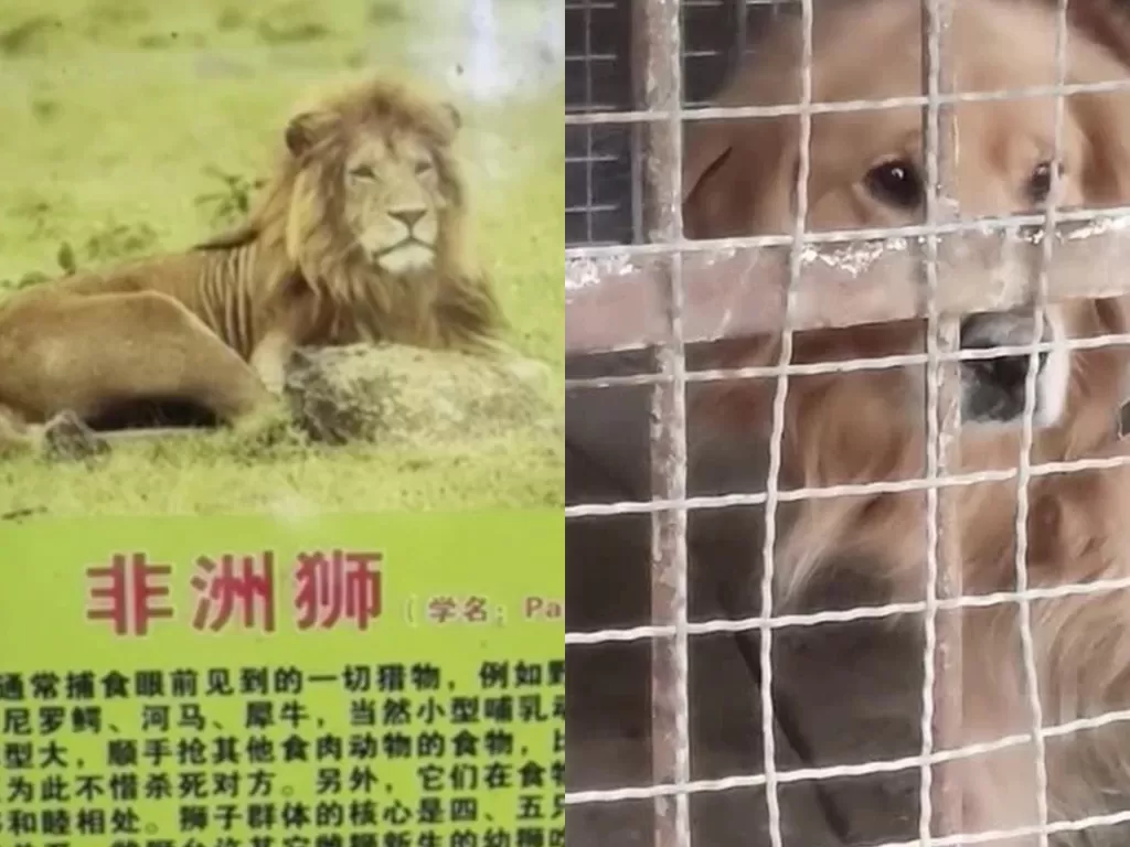 Anjing yang dimasukkan ke dalam kandang singa. (Photo/The Global Times)