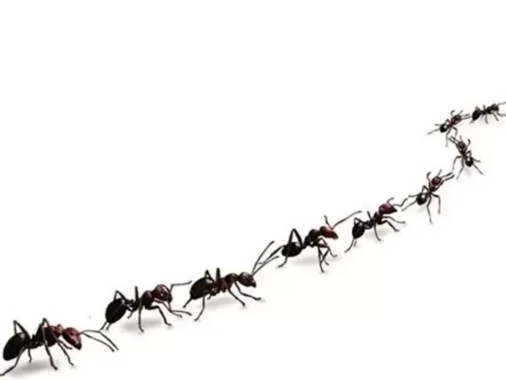 Ilustrasi semut berjalan berbaris. (kickassfactc.com)