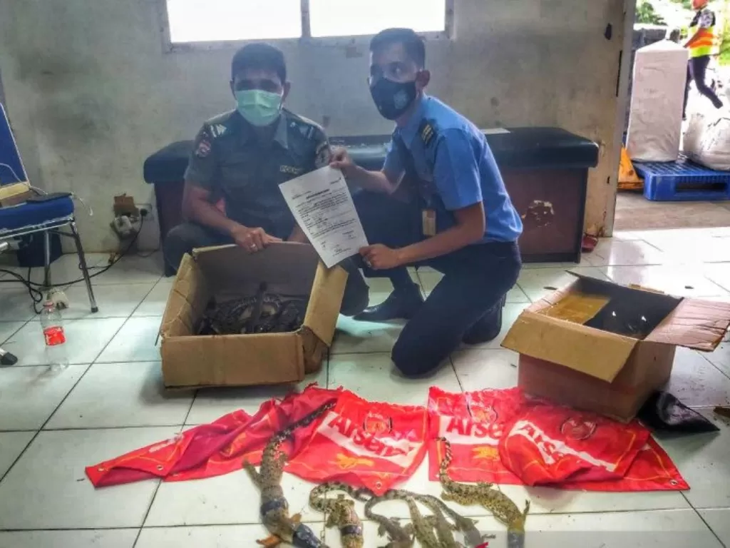 Petugas menunjukkan 22 anak buaya muara di Riau yang gagal diseludupkan (Antara)