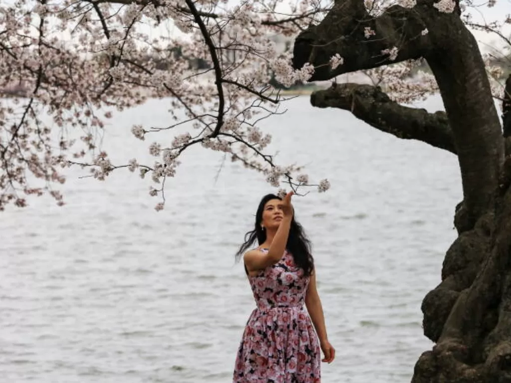 Bunga sakura sudah mekar di Jepang. (REUTERS/Cheriss May)