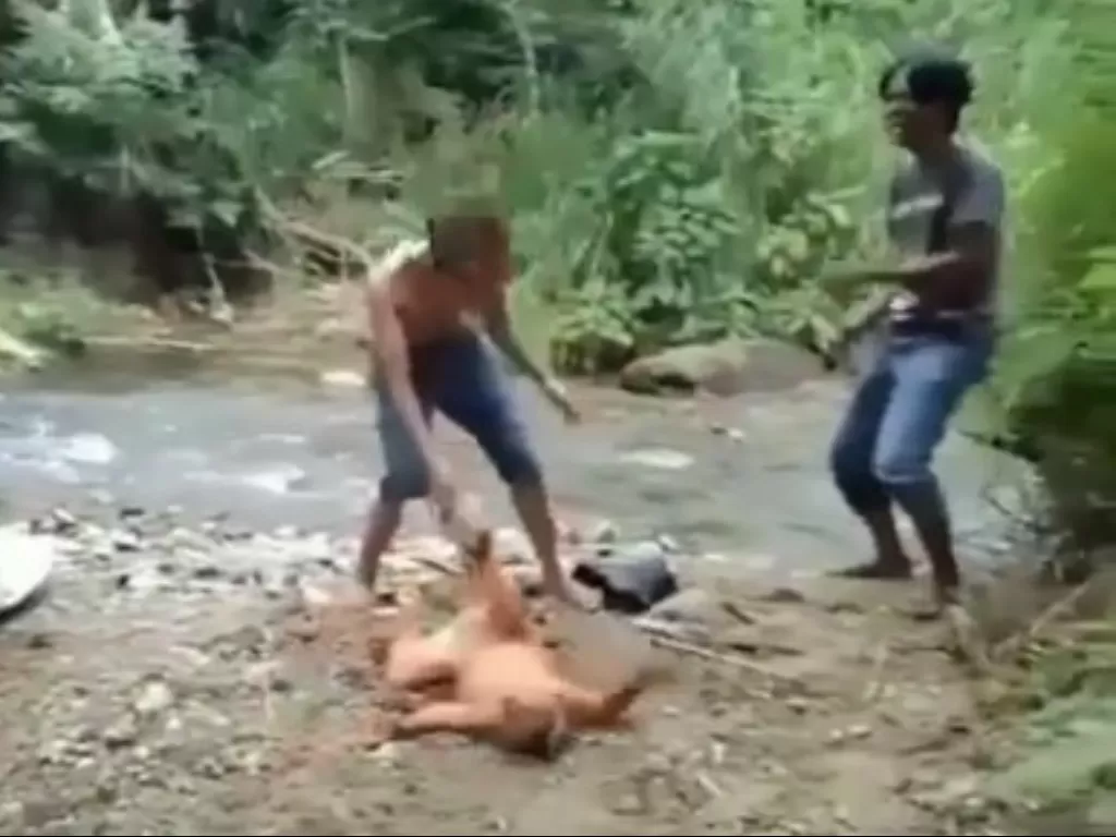 Aksi pemuda menyiksa satwa dilindungi (Ist)