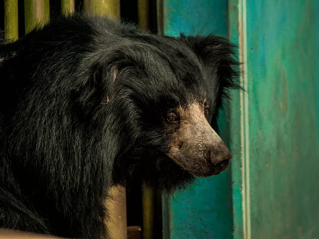 Ilustrasi beruang hitam (Pexels/Kevin Bidwell)