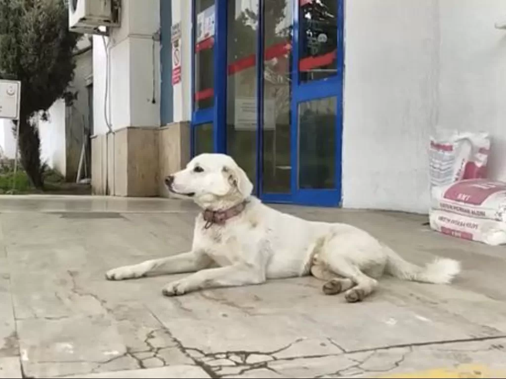 Anjing setia menemani pemiliknya di rumah sakit (Newsflash)