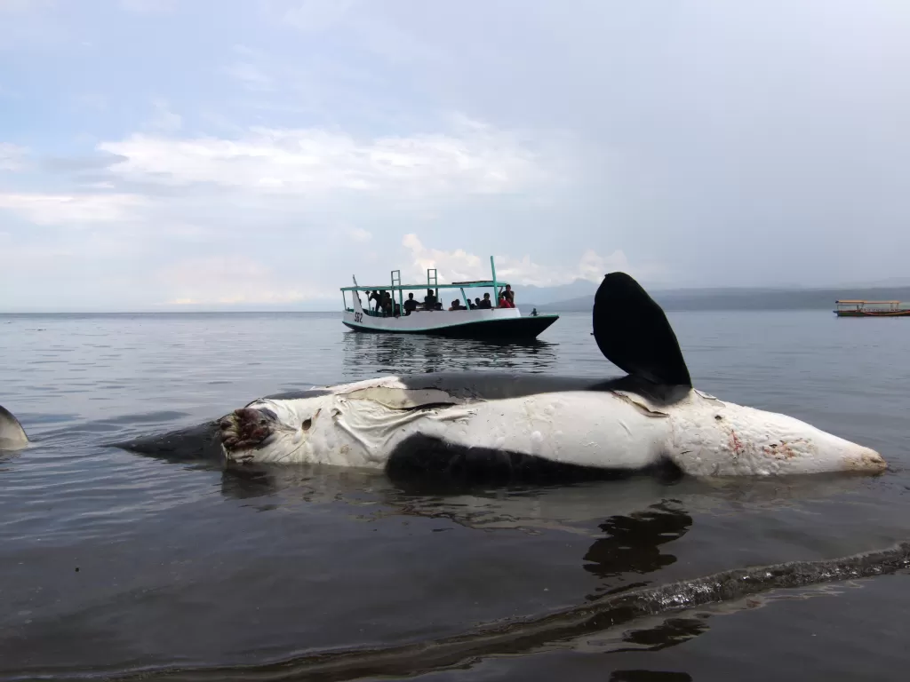 Warga berusaha menarik Paus Pembunuh (Orcinus orca) yang mati terdampar di Pantai Bangsring, Banyuwangi, Jawa Timur, Sabtu (3/4/2021).  (photo/ANTARA FOTO/Budi Candra Setya)