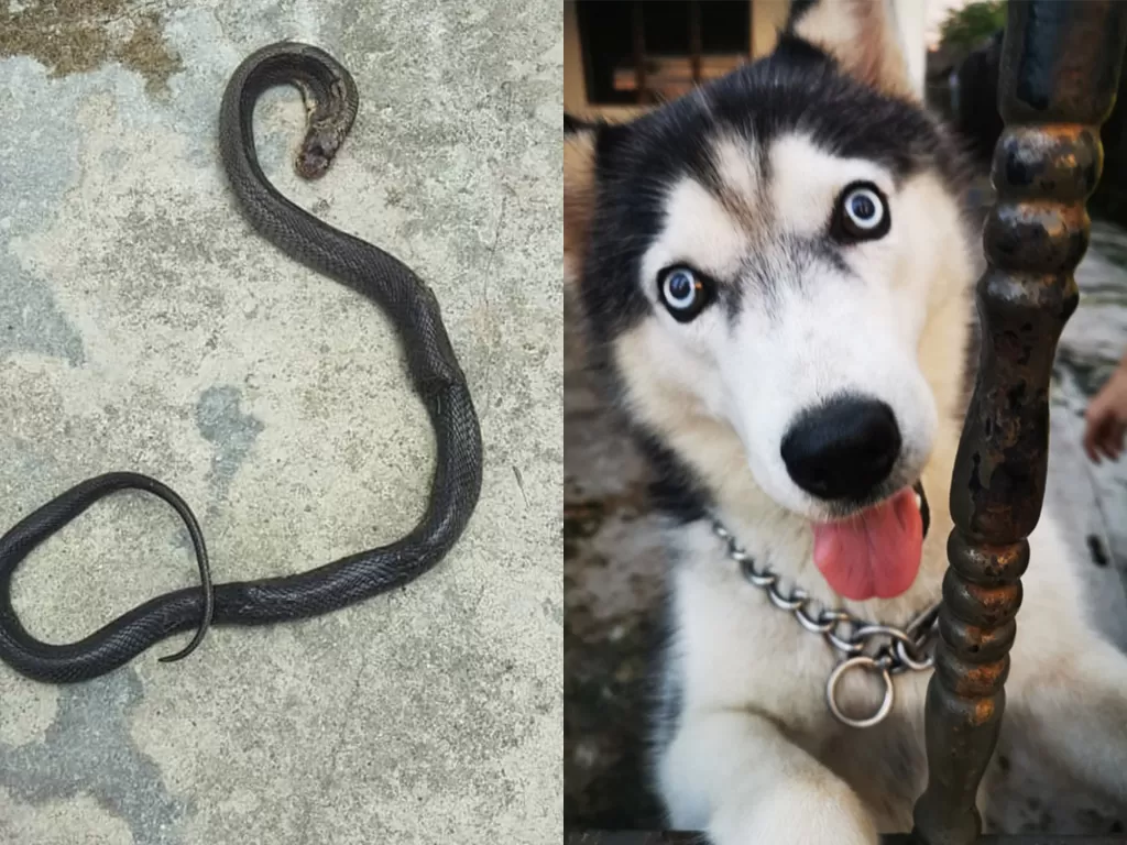 Anjing ini mati setelah menyelamatkan majikannya dari ular. (Photo/Oriental Daily)