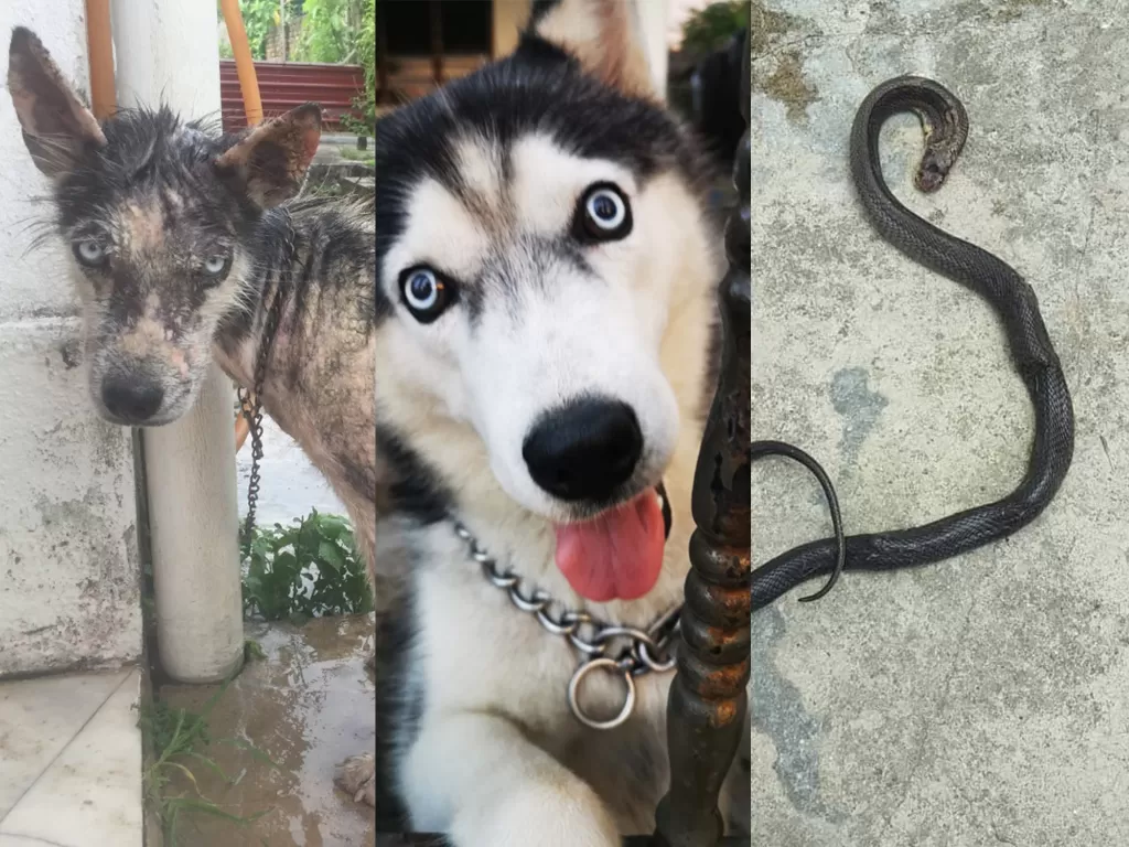 Seekor anjing yang diadopsi selamatkan majikan dari ular. (Photo/Oriental Daily)