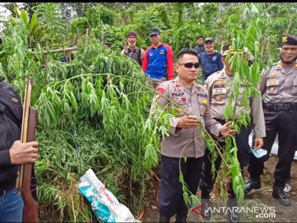 Kapolres Rejang Lebong AKBP Puji Prayitno menunjukkan tanaman ganja yang ditanam oknum guru di daerah itu. (photo/ANTARA/Nur Muhamad)