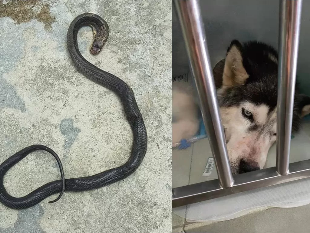 Anjing husky mati karena selamatkan keluarga pemilik dari serangan ular kobra (Mothership)