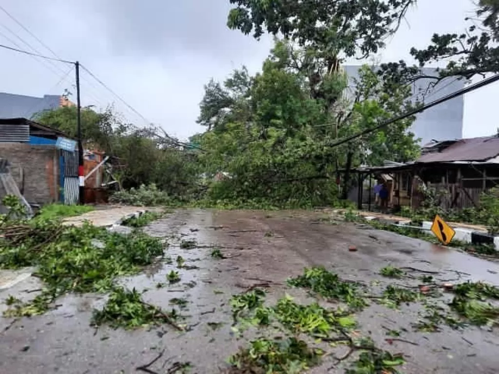 Pohon tumbang di sekitar kantor Gubernur NTT (Instagram/kupang.now)