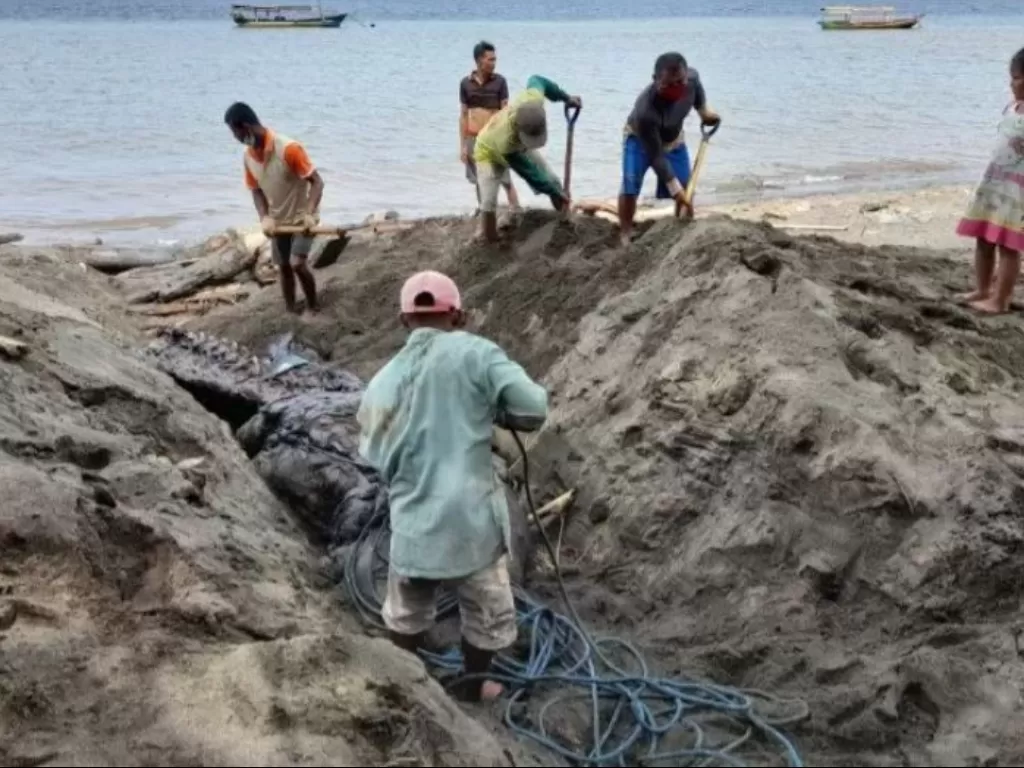 Penguburan paus terdampar di Banyuwangi, Jawa Timur. ANTARA/HO-KKP