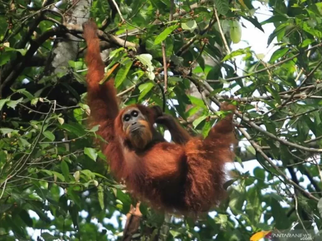 Ilustrasi orangutan (Antaranews)