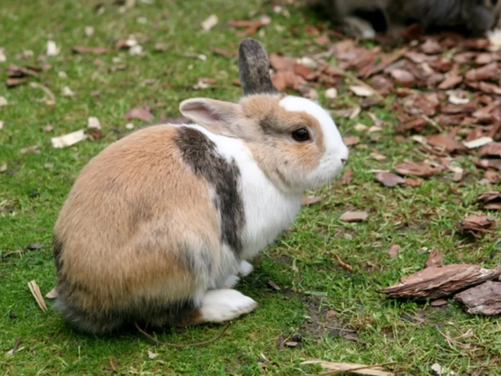 Ilustrasi kelinci, salah satu hewan peliharaan yang dianggap bawa keberuntungan. (Freepik)