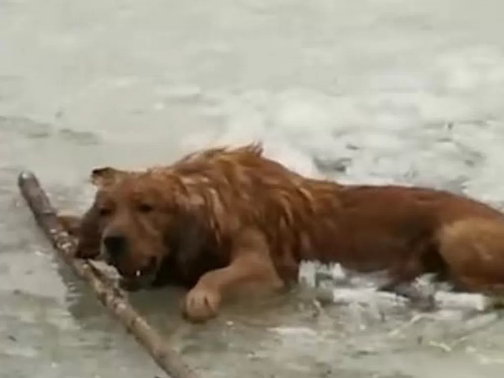 Seekor anjing yang terjatuh ke danau (Douyin/zsccdy)