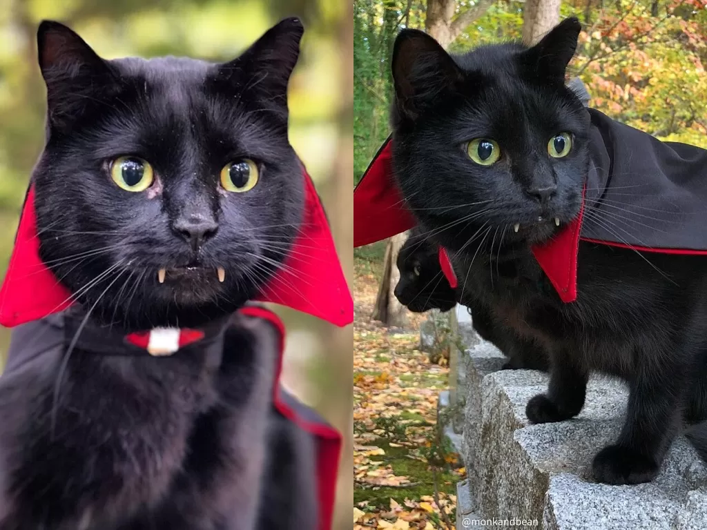 Seekor kucing yang mirip vampir. (Photo/Instagram/@monkandbean)