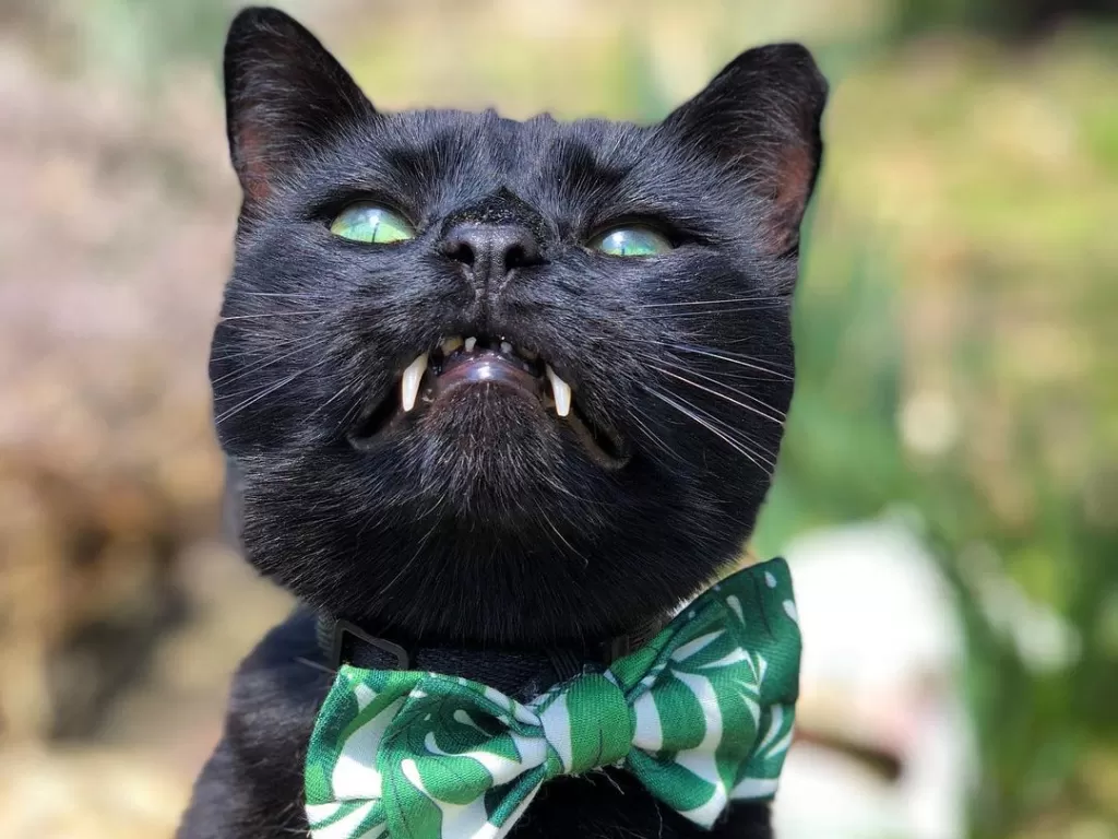 Kucing hitam ini viral di media sosial karena punya taring panjang (Instagram/@monkandbean)