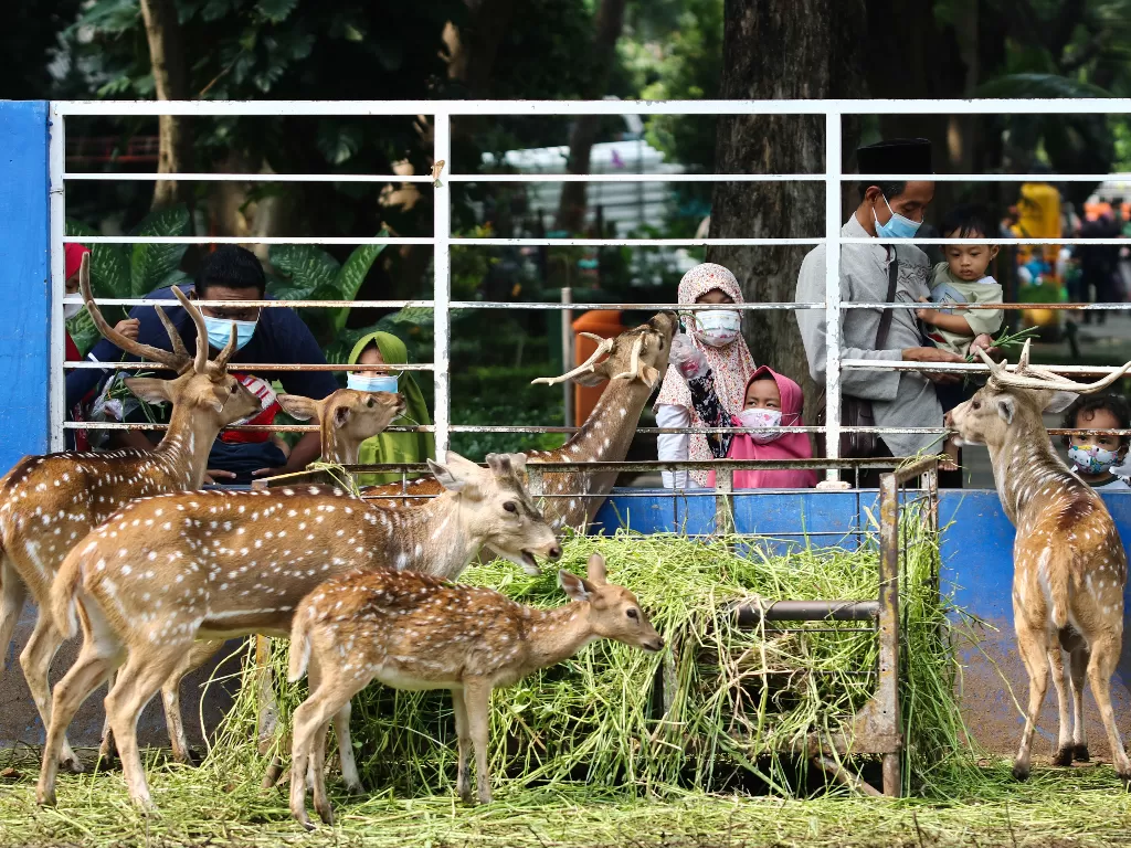 Warga memberi makan rusa di Taman Flora Jalan Manyar (ANTARA FOTO/Didik Suhartono)