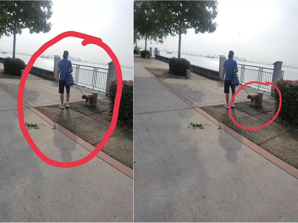 Wanita ini dikecam karena membiarkan anjingnya buang kotoran di taman (Facebook/@penangkini)