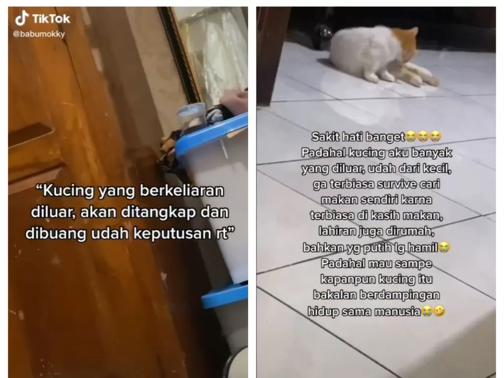 Viral cat lovers sedih soal aturan RT kucing yang berkeliaran di luar rumah akan ditangkap dan dibuang. (TikTok/@bubumokky)