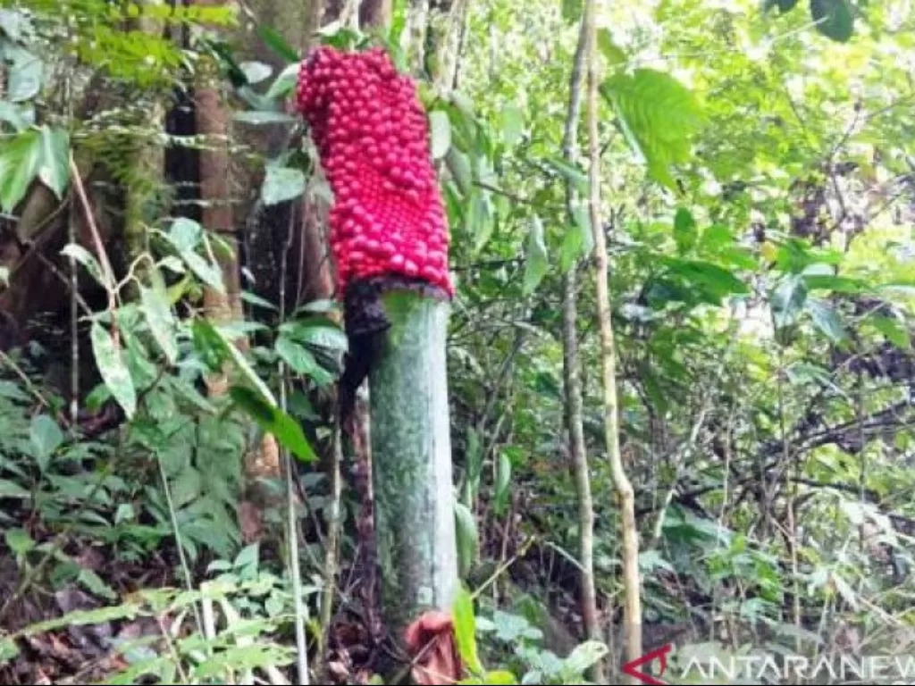  Bunga bangkai berbuah ditemukan di Kamang, Kabupaten Agam, Sumatera Barat. (ANTARA/HO) 