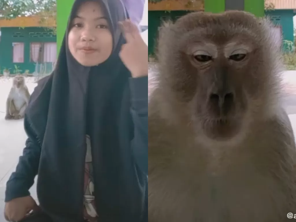 Lagi buat video TikTok, malah diganggu monyet. (Photo/TikTok/@annisadwiatikah2)