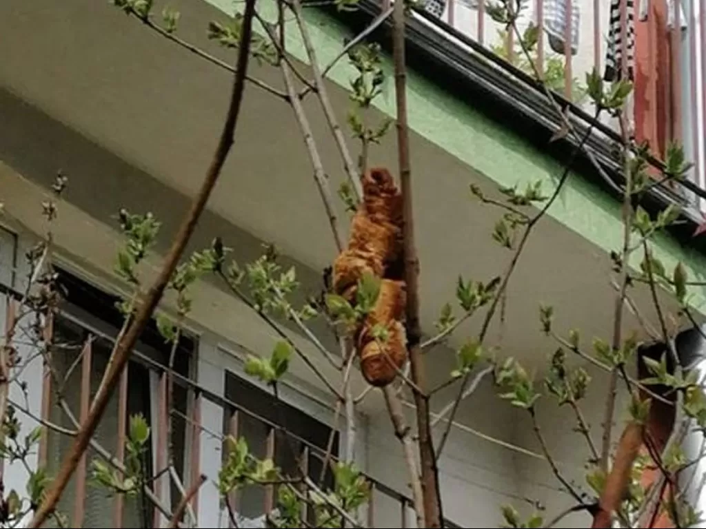 Hewan aneh tergantung di pohon bikin warga takut ternyata croissant (Facebook/The Krakow Animal Welfare)