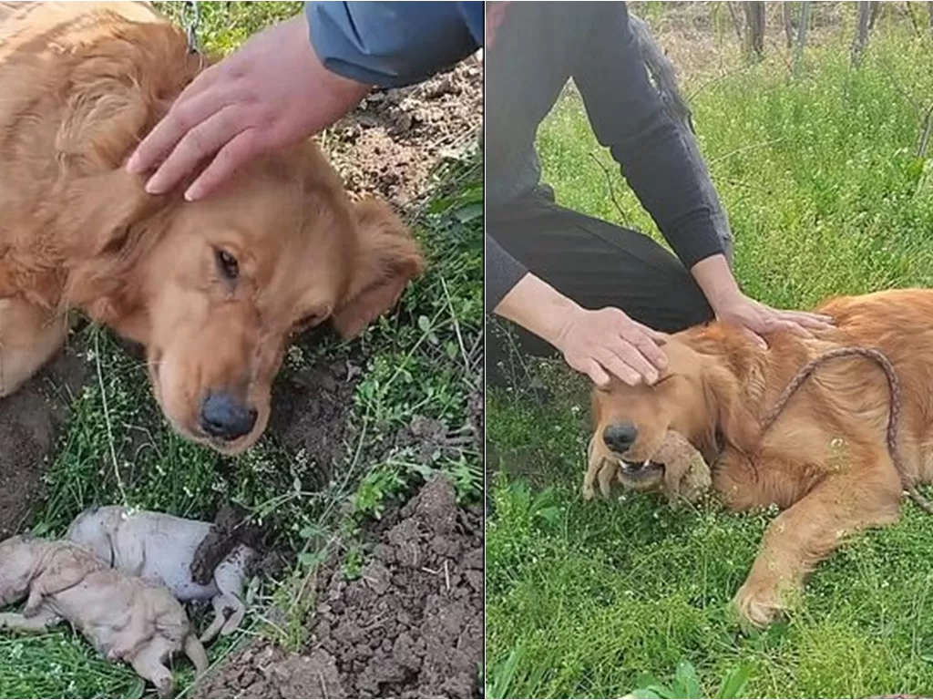 Induk anjing menangis karena anaknya meninggal (Yunfei Pet Supplies/AsiaWire)