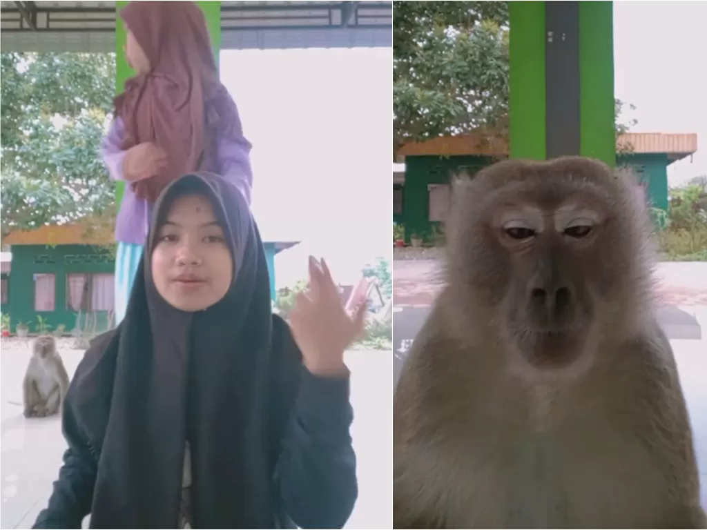 Monyet ganggu dua gadis yang lagi Tiktokan (Tiktok/annisadwiatikah2)