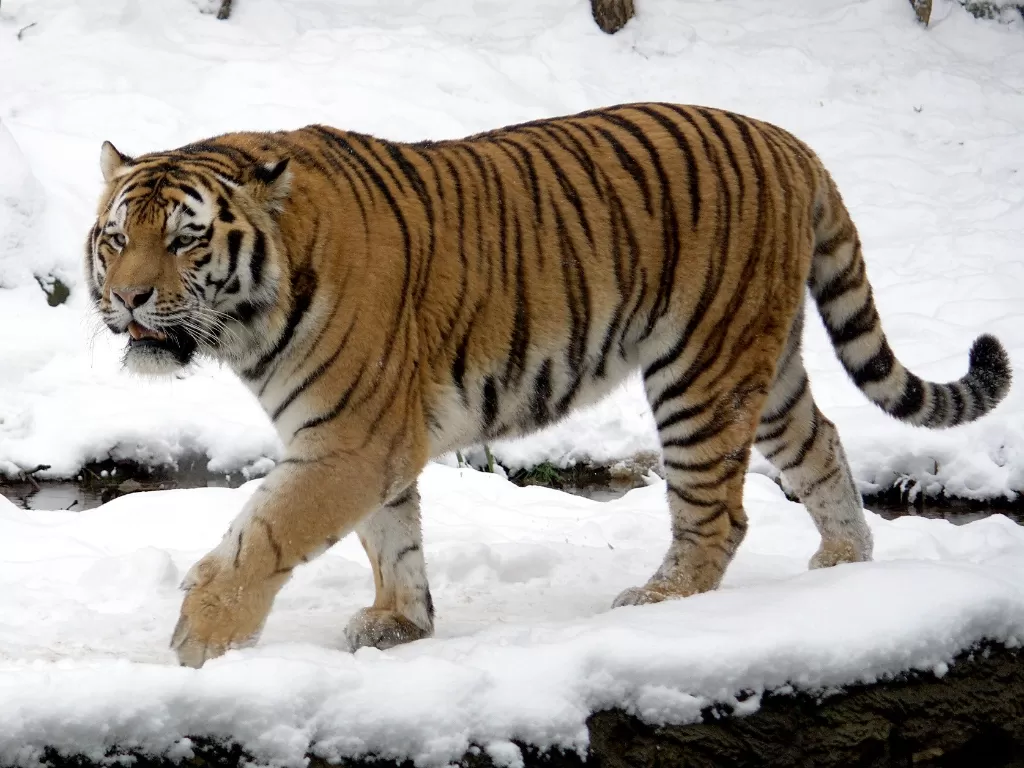Harimau Siberia. (en.wikipedia.org)