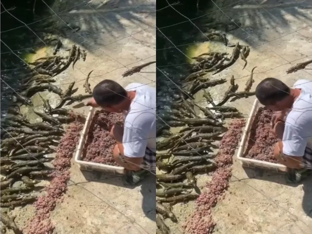   Cuplikan video pria yang beri makan anak buaya. (photo/Instagram/makassar_iinfo)