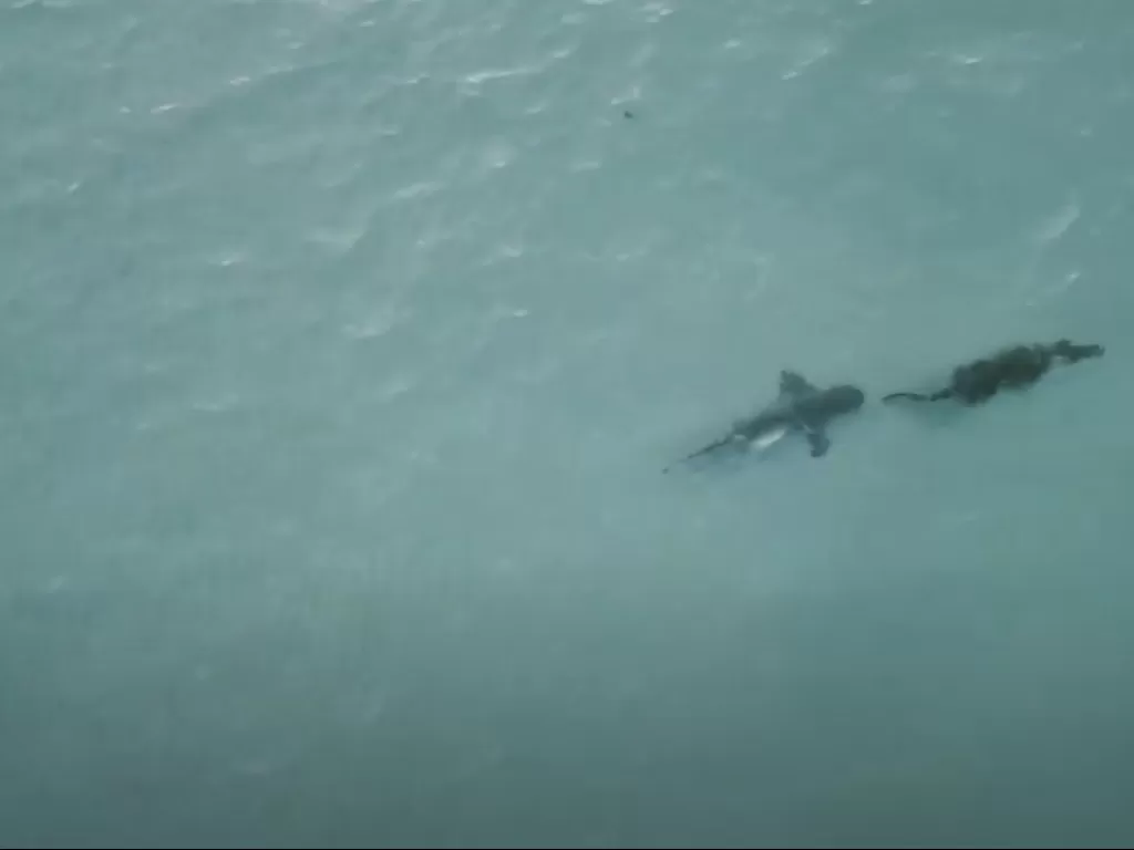 Momen hiu mengejar buaya di laut lepas Australia (YouTube/Viral Press)